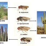 New blog post: In a naturally-replicated experiment, cacti and flies stick together