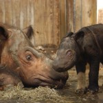 Humans are Sumatran rhinos biggest threat -- and last hope