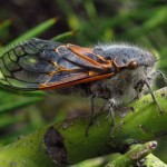 New blog post: Well-behaved cicadas, messy symbionts: an audio story about cicada mitochondrial genomes