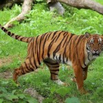 New blog post: Will the South China tiger make its way back to the wild again?